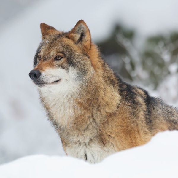 Krmení, které stvořila sama příroda - Dog & Dog - Wild